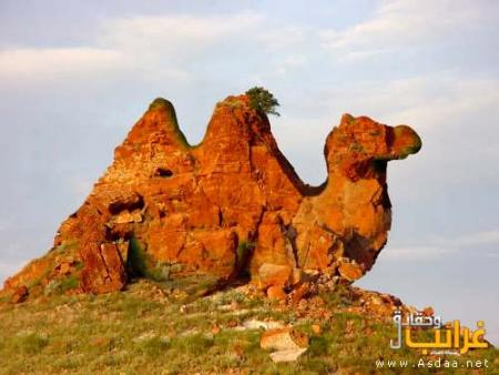 moujahide